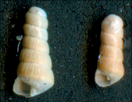 Giovani Clausilidae